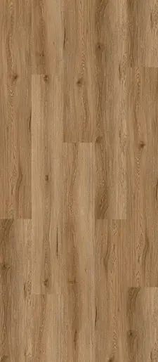 Coastal Spotted Gum