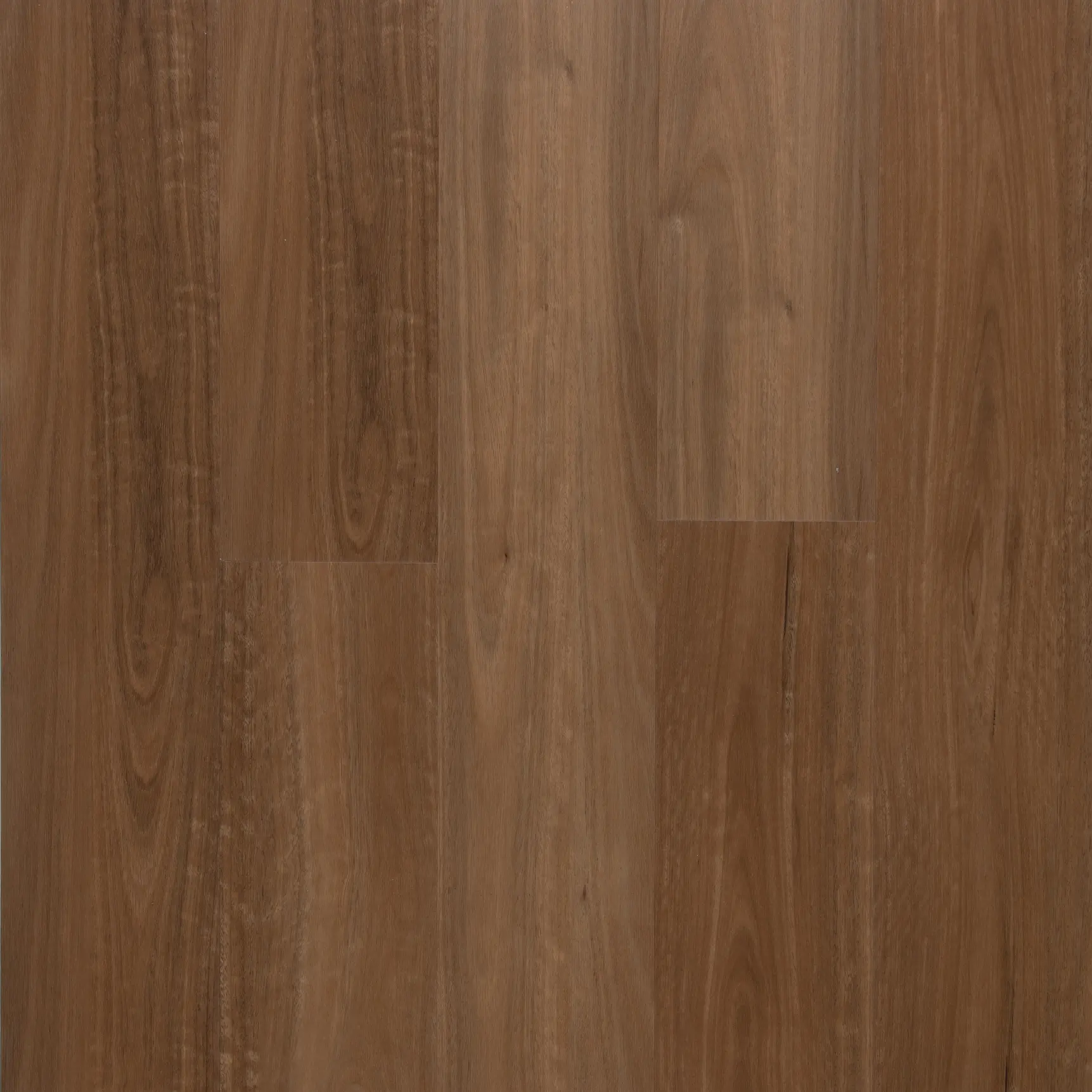 Spotted Gum