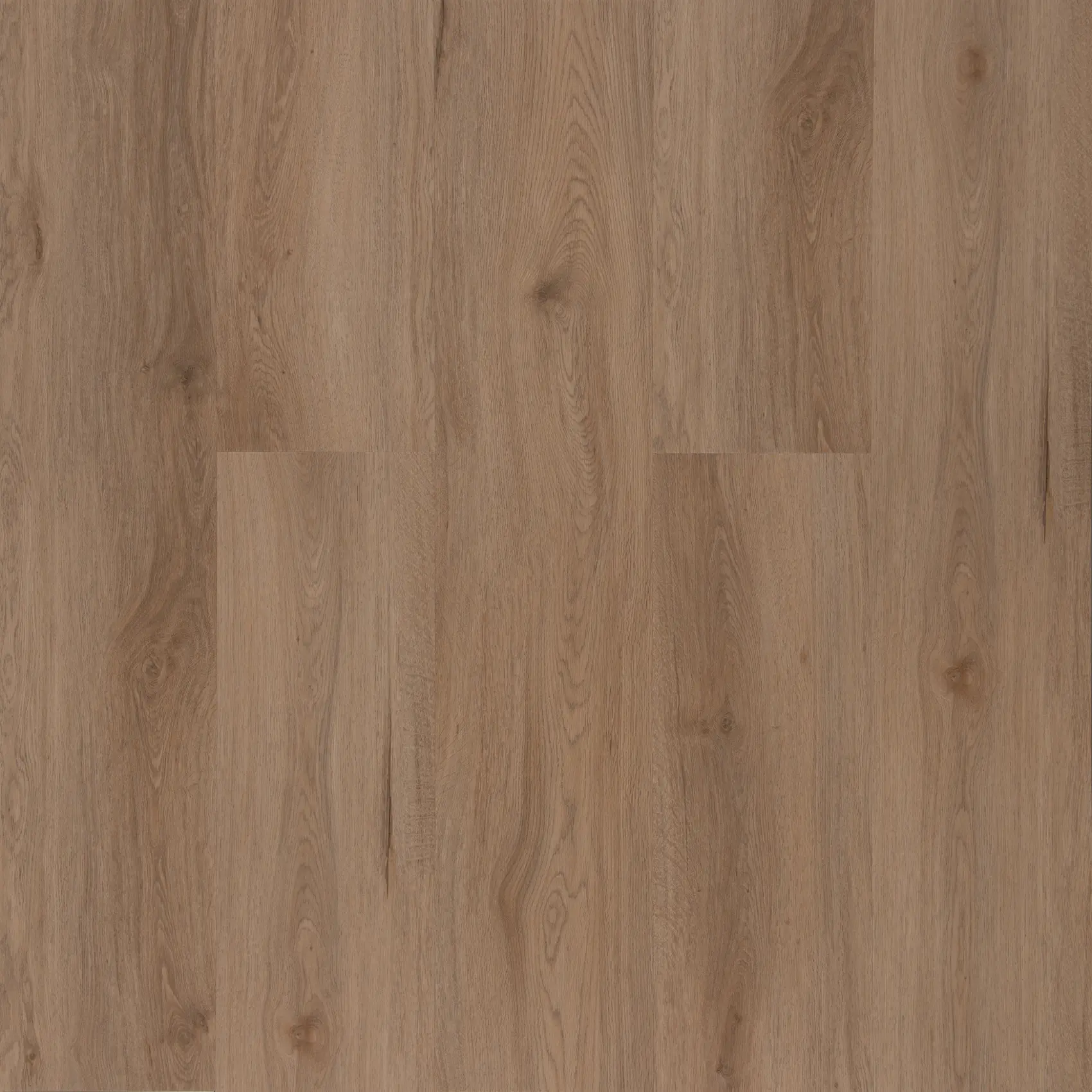 Coastal Spotted Gum