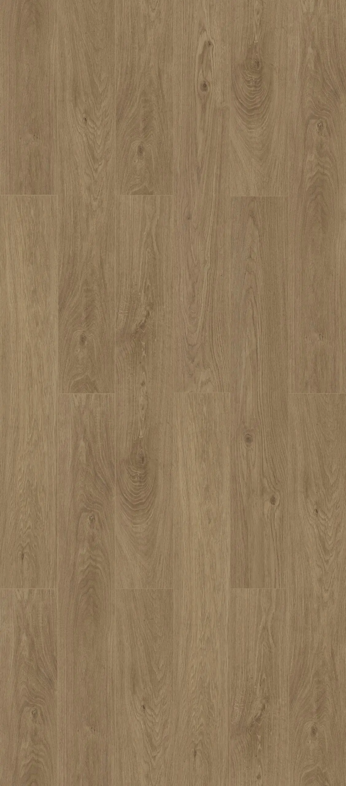 Fossil Oak