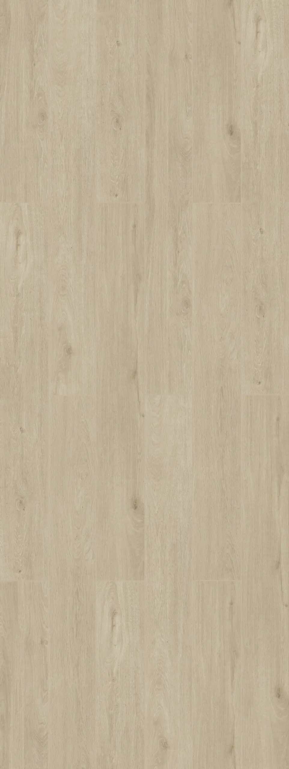Clouded Birch