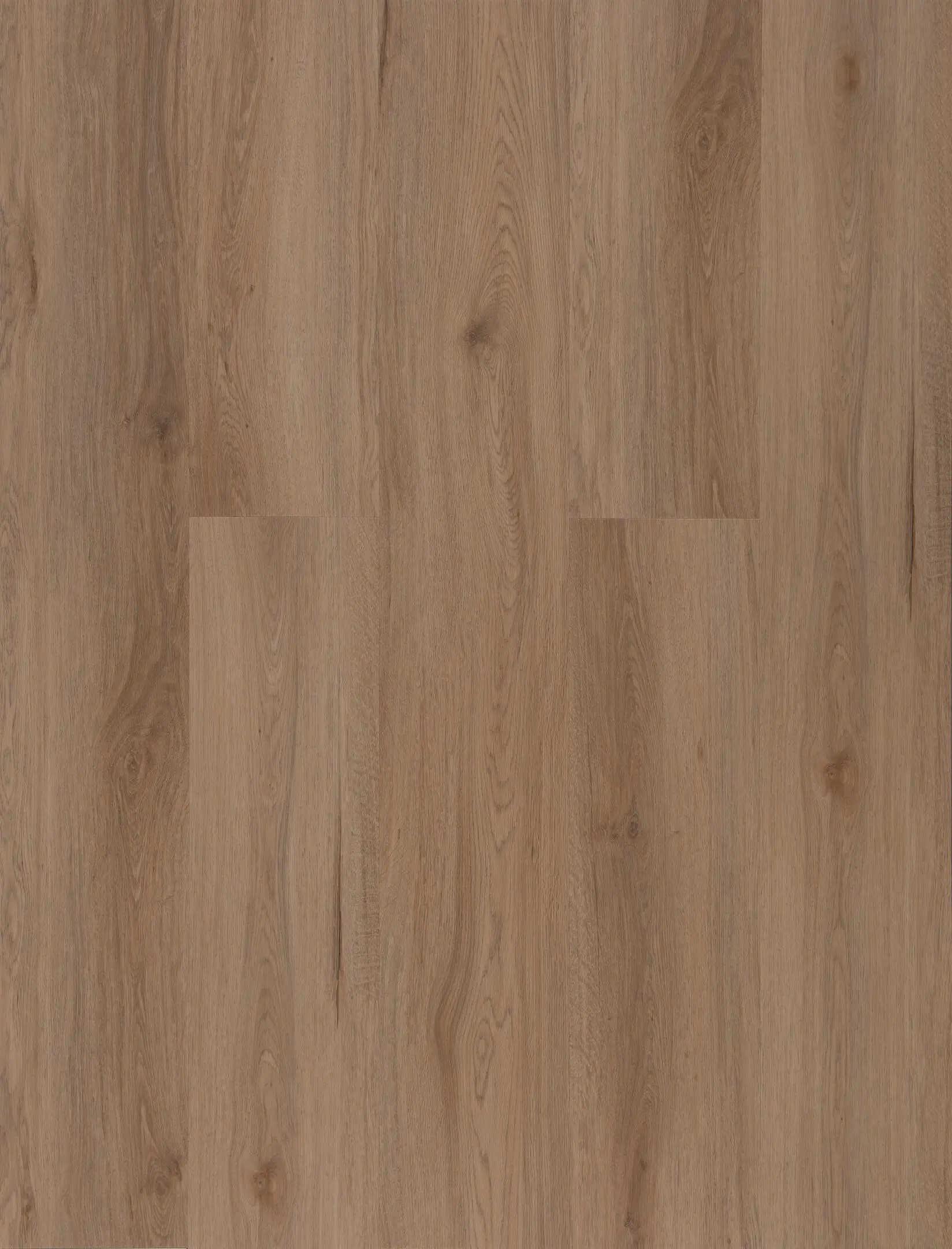 Coastal Spotted Gum thumbnail 3